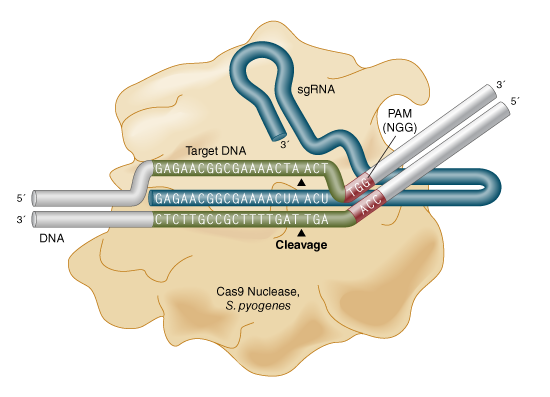 Spy Cas9 核酸酶 |