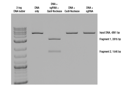 Spy Cas9 核酸酶 |