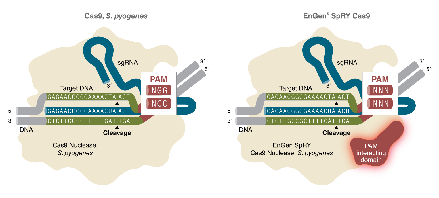 EnGen® SpRY Cas9 核酸酶 |