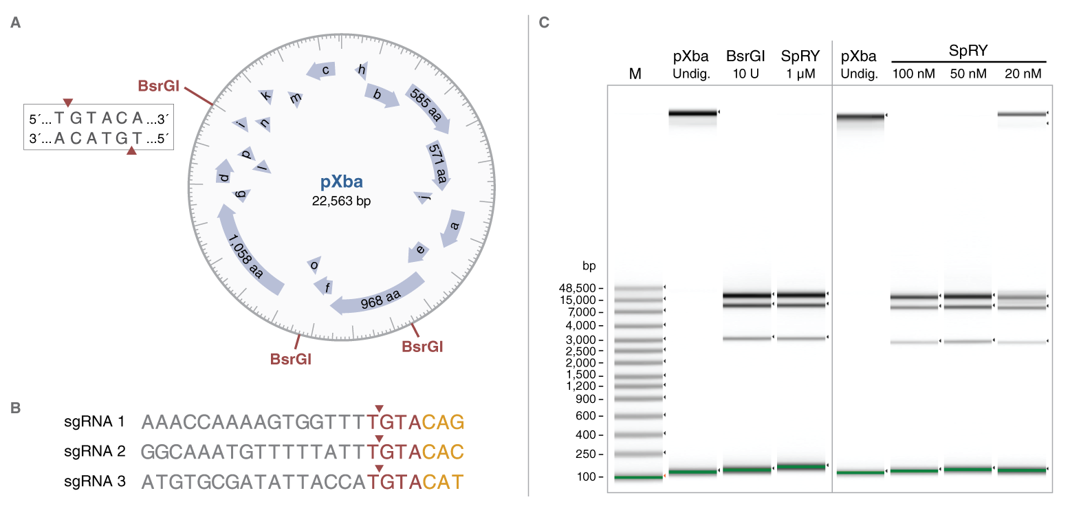 EnGen® SpRY Cas9 核酸酶 |