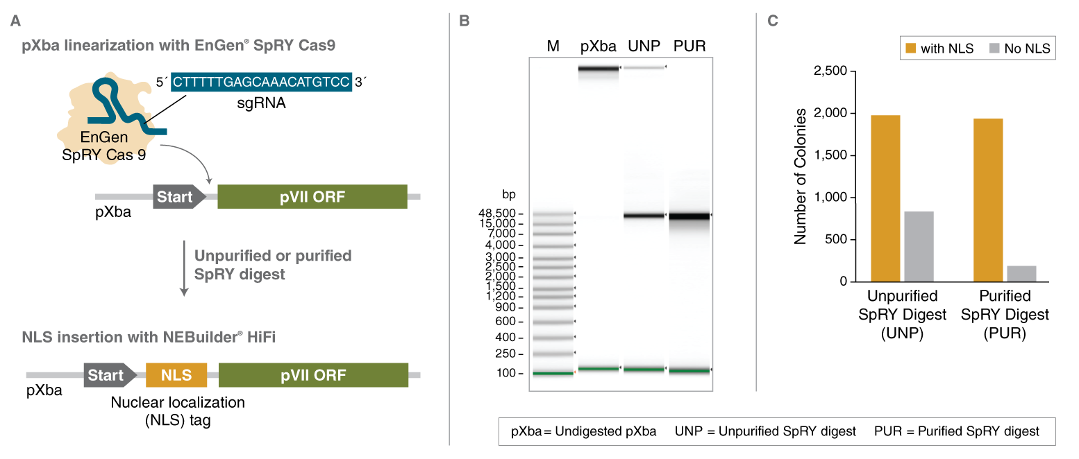 EnGen® SpRY Cas9 核酸酶 |