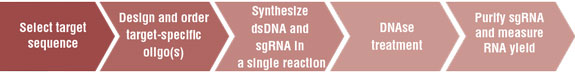 EnGen® sgRNA 合成试剂盒，S. pyogenes |