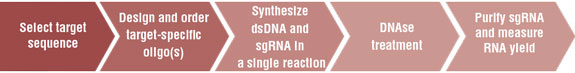 EnGen® sgRNA 合成试剂盒,S. pyogenes |