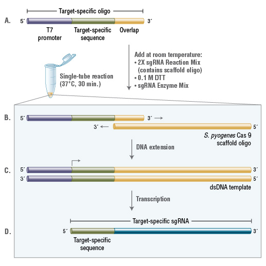 EnGen® sgRNA 合成试剂盒，S. pyogenes |