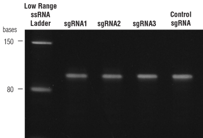 EnGen® sgRNA 合成试剂盒，S. pyogenes |