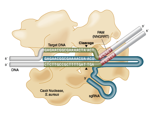 EnGen® Sau Cas9 核酸酶 |