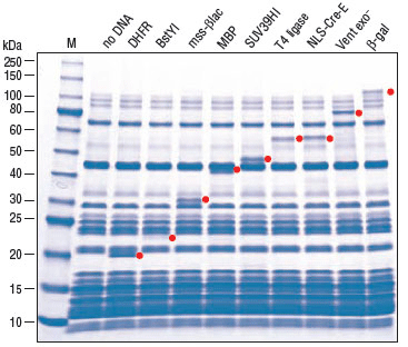 PURExpress® Δ (aa, tRNA) 试剂盒 |