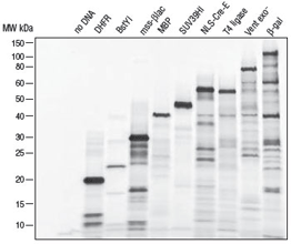 PURExpress® Δ (aa, tRNA) 试剂盒 |