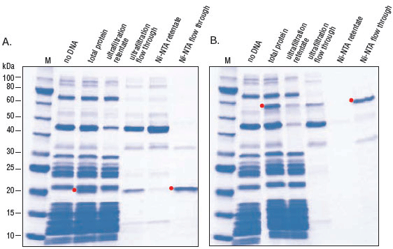 PURExpress® Δ (aa, tRNA) 试剂盒 |