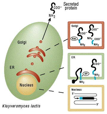 K. lactis Protein Expression Kit |