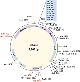 K. lactis Protein Expression Kit |