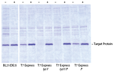 T7 表达 lysY/Iq E. coli 感受态细胞（高效级） |