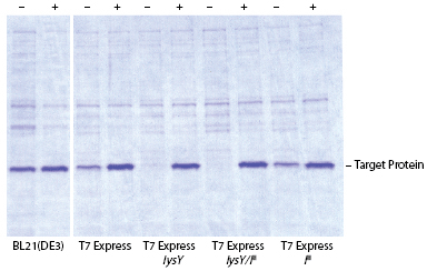 T7 表达 lysY E. coli 感受态细胞（高效级） |