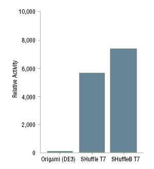 SHuffle® 表达 E. coli 感受态细胞 |