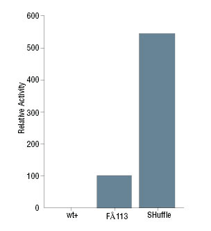 SHuffle® T7 E. coli 感受态细胞 |