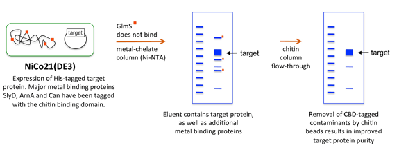 NiCo21（DE3）E. coli 感受态细胞 |