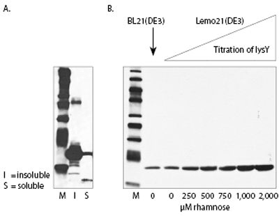 Lemo21（DE3）E. coli 感受态细胞 |