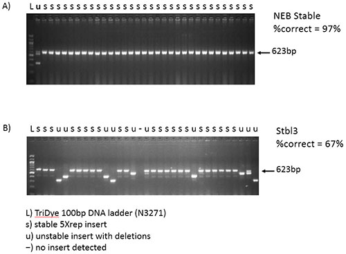 Stable E. coli 感受态细胞（高效级） |