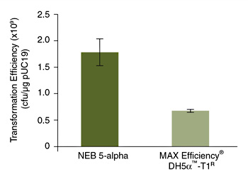 5-alpha E. coli 感受态细胞（高效级）| DH5α |