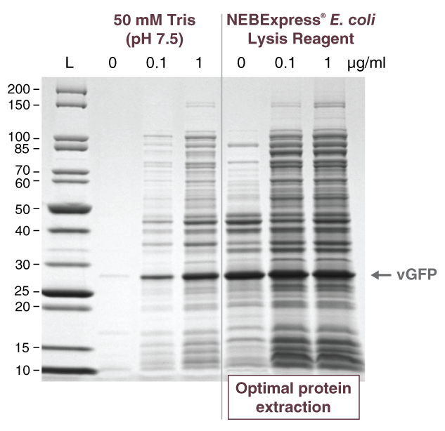 Express® T4 Lysozyme |