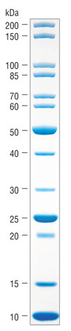 Unstained Protein Standard, Broad Range (10-200 kDa) |