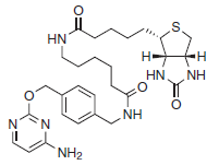 CLIP-Biotin |