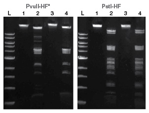 Thermolabile Proteinase K |