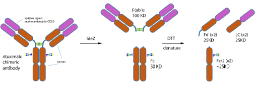 IdeZ Protease (IgG-specific) |