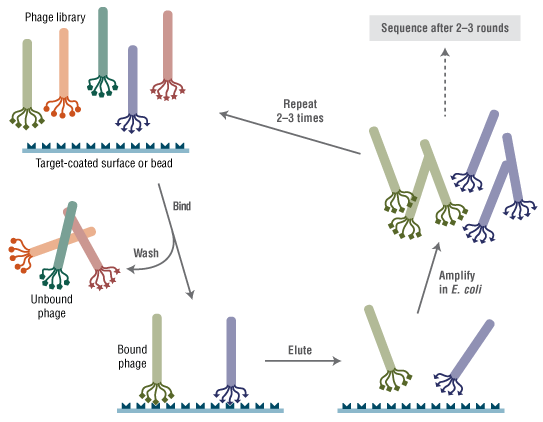 Ph.D.-12 噬菌体展示肽库试剂盒 v2 |