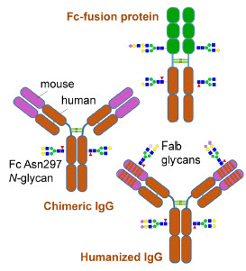 Rapid 快速 PNGase F |