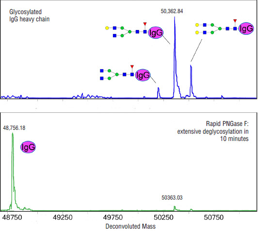 Rapid 快速 PNGase F |