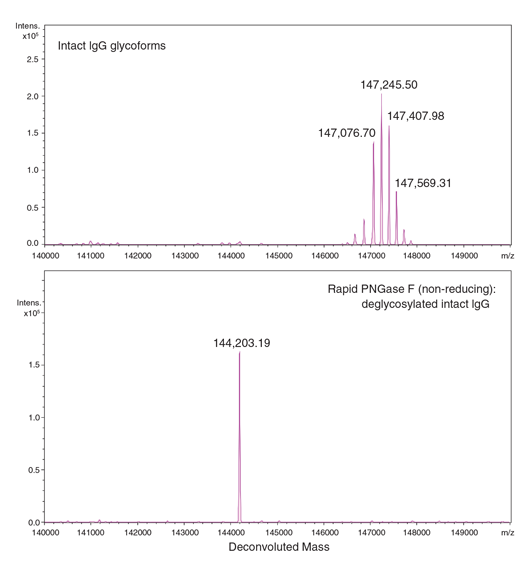 Rapid™ PNGase F (non-reducing format) |