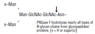 PNGase F (Glycerol-free), Recombinant |