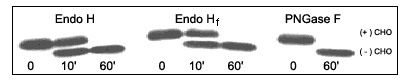 Endo Hf |