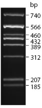 多重 PCR 5X 预混液 |
