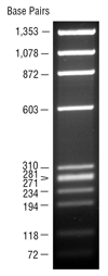 ϕX174 DNA-HaeIII 消化 |