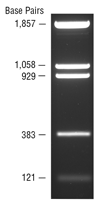 pBR322 DNA-BstNI 消化  |