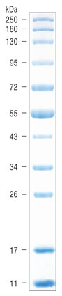 Blue Prestained Protein Standard, Broad Range (11–250 kDa) |